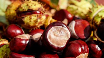 Horse Chestnut Seed Extract PB