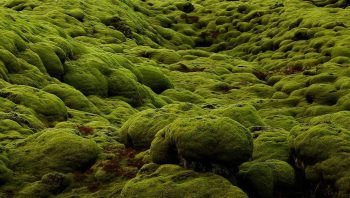 Iceland moss extract