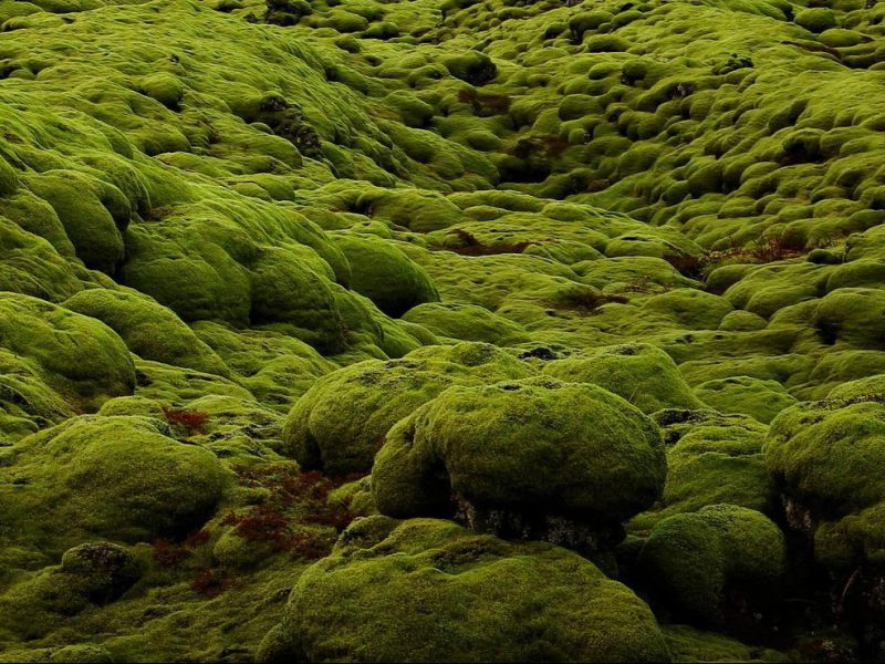 Iceland moss extract