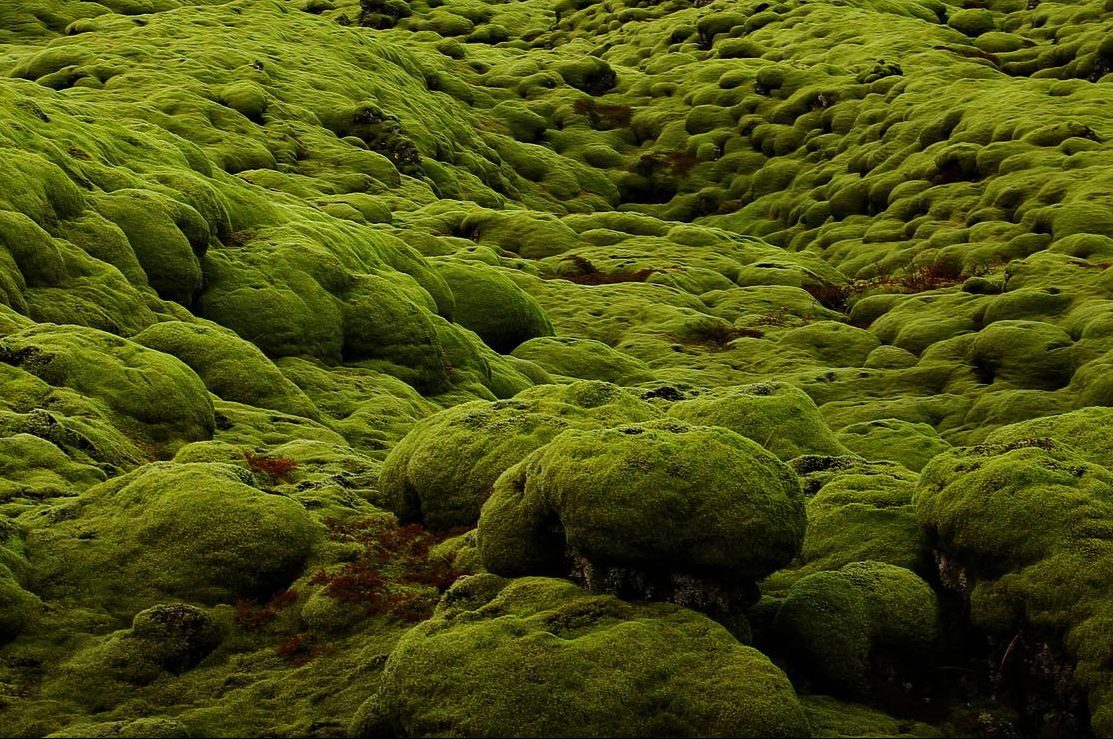 Iceland moss extract