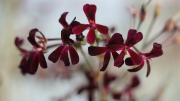 Pelargonium extract