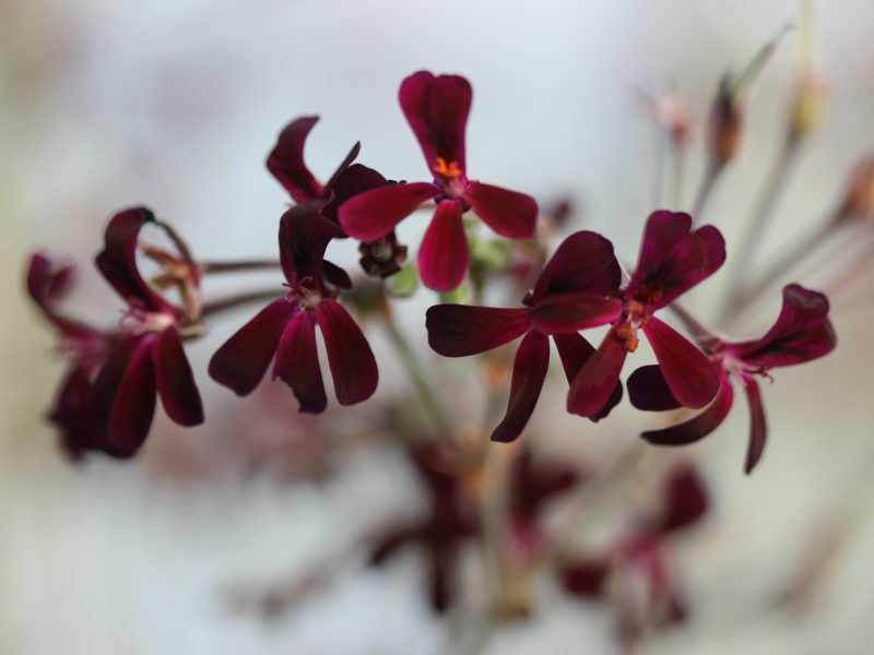 Pelargonium extract