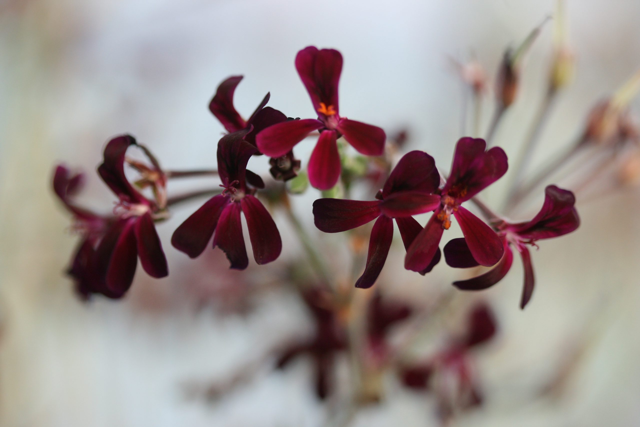 Pelargonium extract