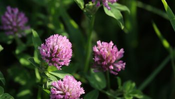 Clover Extract