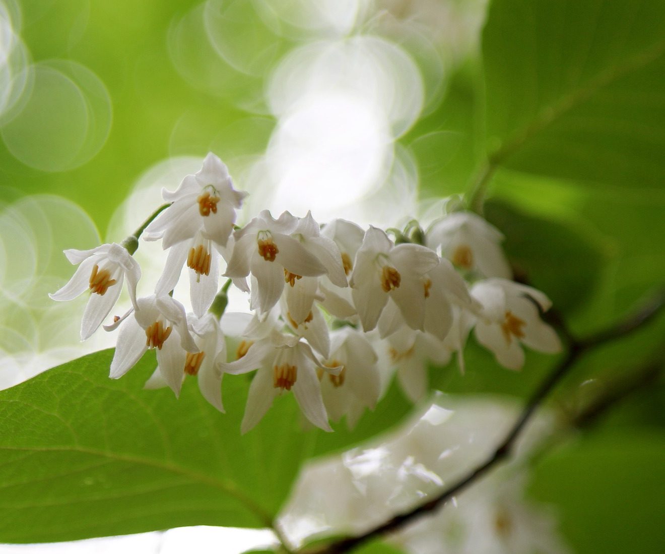 Styrax Extract