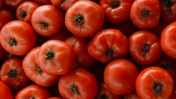 Tomato (oil) Extract