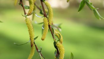 Birch Buds ekstract