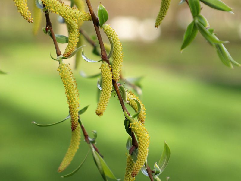 Birch Buds ekstract