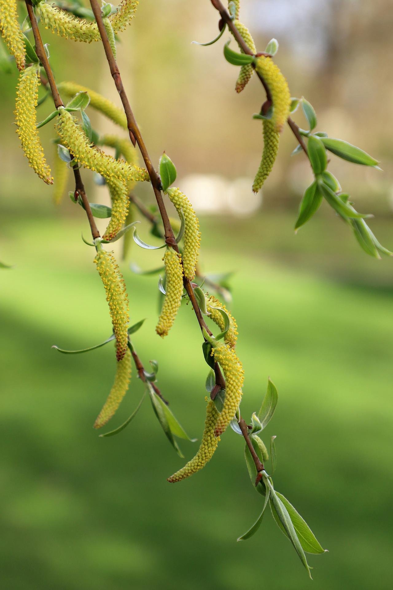 Birch Buds ekstract