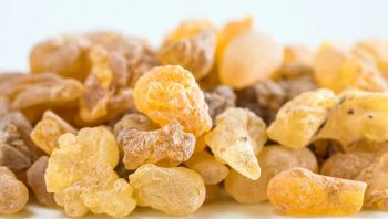 Boswellia extract