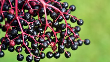 Black elder fruit extracts