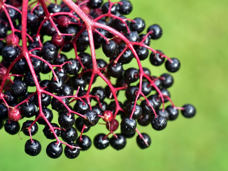 Black elder fruit extracts