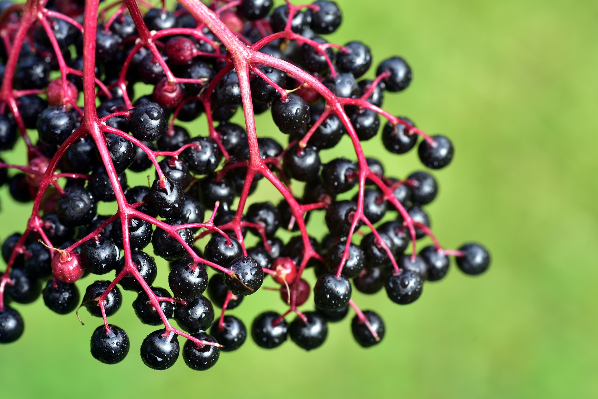 Black elder fruit extracts