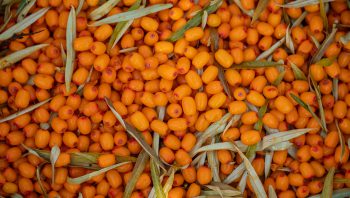 Sea-buckthorn Extract C