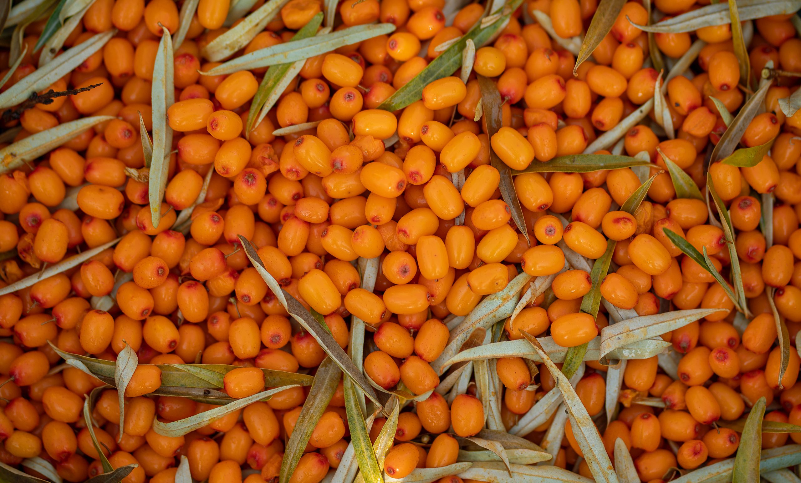 Sea-buckthorn Extract C