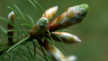 Pine Buds extract