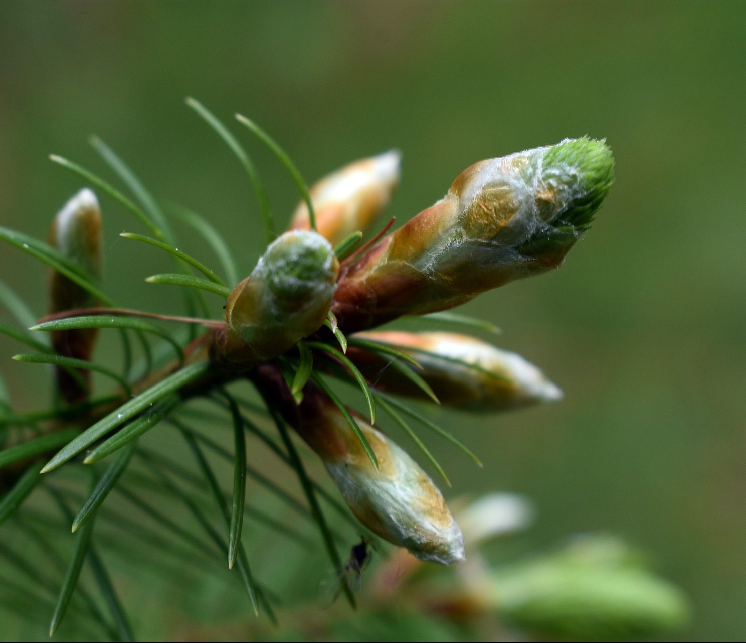 Pine Buds extract